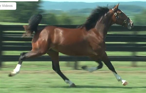 Standard Bred Yearlings